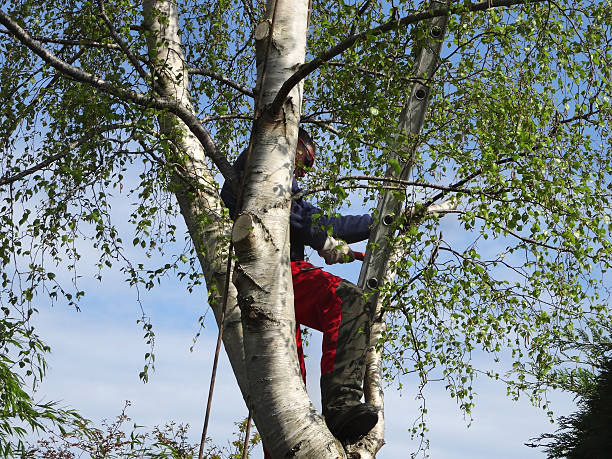 Professional Tree Care in Moberly, MO