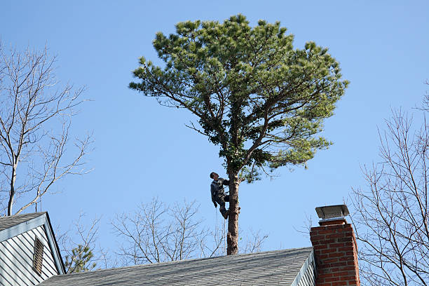 How Our Tree Care Process Works  in  Moberly, MO