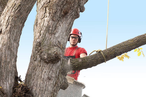 Tree and Shrub Care in Moberly, MO